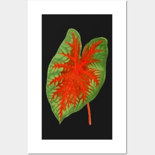 Caladium Postman Joyner - botanical illustration Posters and Art